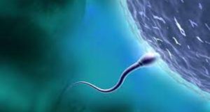 Infertility1