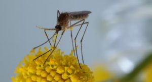 Mosquitoes (2)