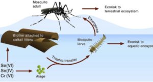 Mosquitoes (3)