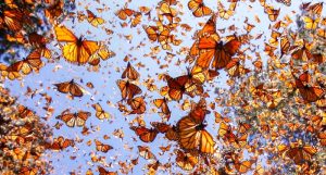Natural Phenomena (3)