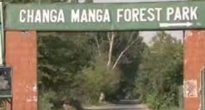 changa-manga (2)