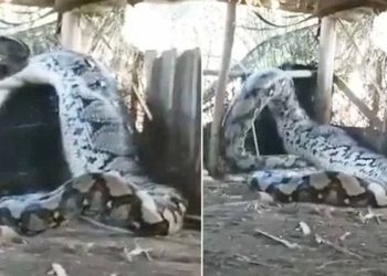 دیوہیکل اژدھا نے گائے کو زندہ نگل لیا،خوفناک ویڈیو نے تہلکہ مچا دیا