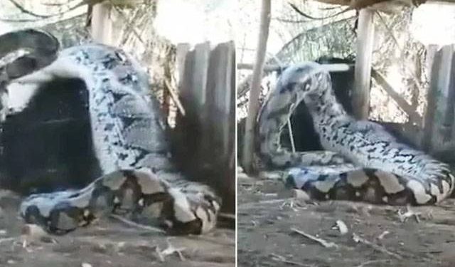 دیوہیکل اژدھا نے گائے کو زندہ نگل لیا،خوفناک ویڈیو نے تہلکہ مچا دیا