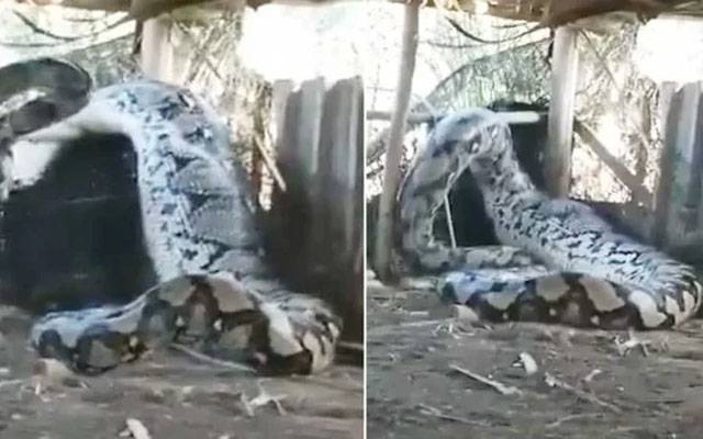 دیوہیکل اژدھا نے گائے کو زندہ نگل لیا،خوفناک ویڈیو نے تہلکہ مچا دیا