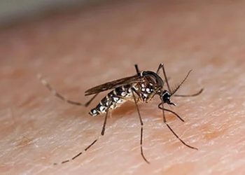 ڈینگی سر اٹھانے لگا، پنجاب میں 10 کیسز کی تصدیق