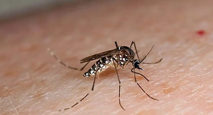 ڈینگی سر اٹھانے لگا، پنجاب میں 10 کیسز کی تصدیق
