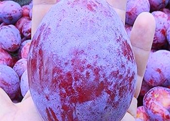 جنوبی افریقہ میں اُگایا گیا دنیا کا سب سے وزنی آلو بخارا