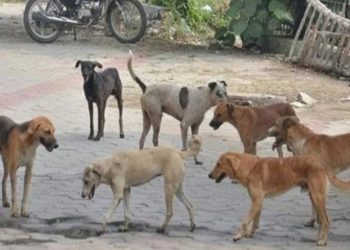 عدالت نےفریقین کو نوٹس جاری کرکے 24 دسمبر تک جواب طلب کرلیا