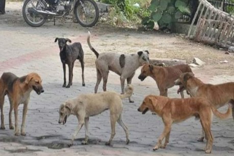 عدالت نےفریقین کو نوٹس جاری کرکے 24 دسمبر تک جواب طلب کرلیا