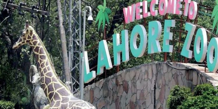 لاہور کے چڑیا میں جدید ٹیکنالوجی ، شہری جانوروں کو قریب سے دیکھ اور چھو سکیں گے